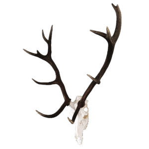 Vægbeslag | Kronhjort/Dåhjort