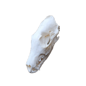 Vægbeslag | Ræv/Mårhund